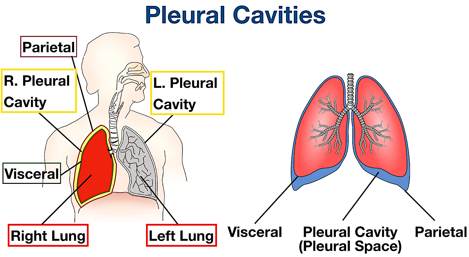 pleural body cavities labeled diagram visceral parietal pleura membrane