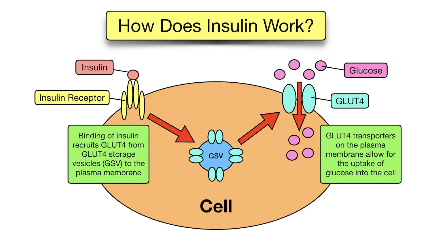 insulin receptor role pathway signaling function GLUT4 glucose uptake