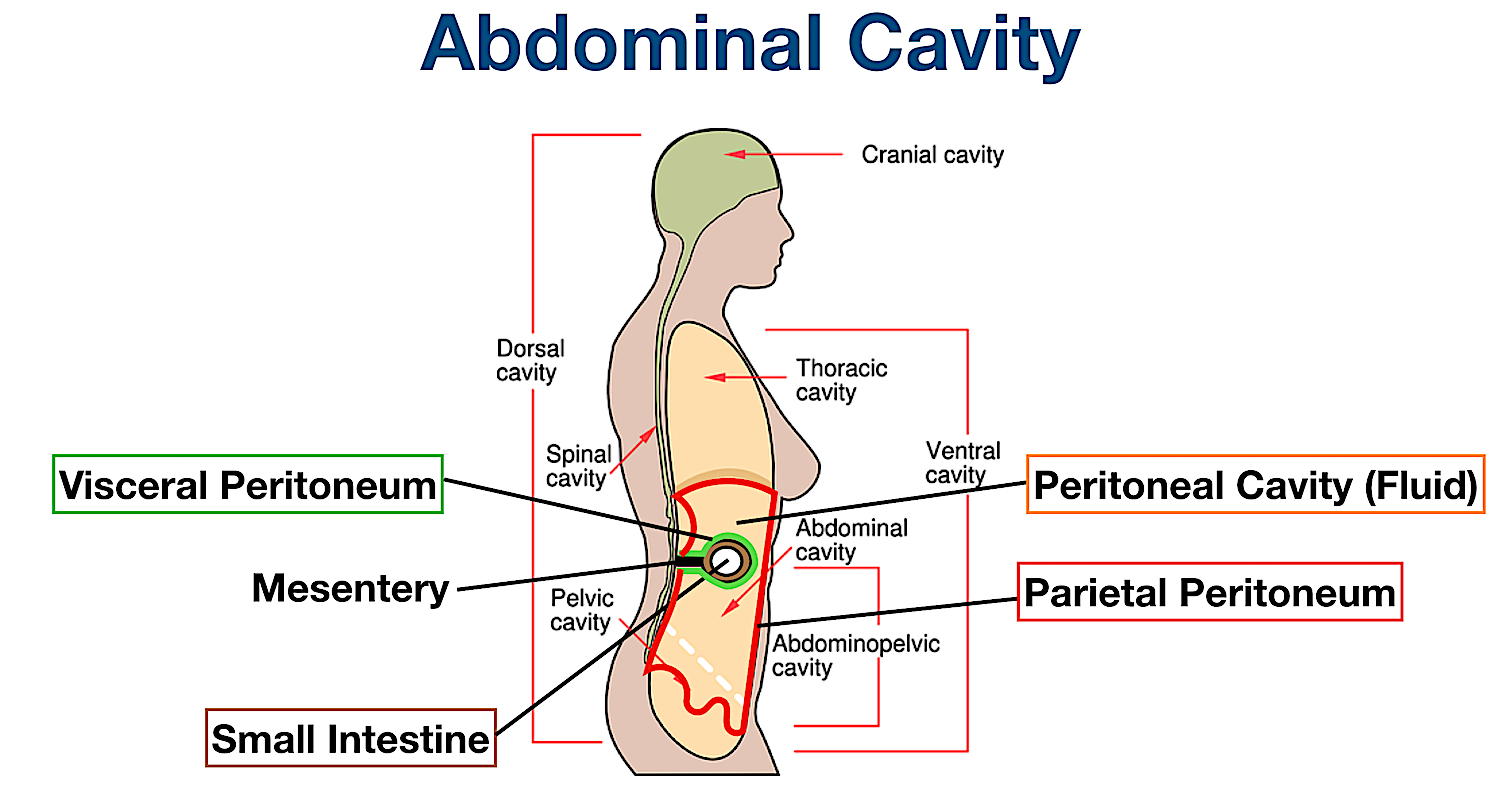 abdominal body cavity organs membrane labeled visceral parietal peritoneum