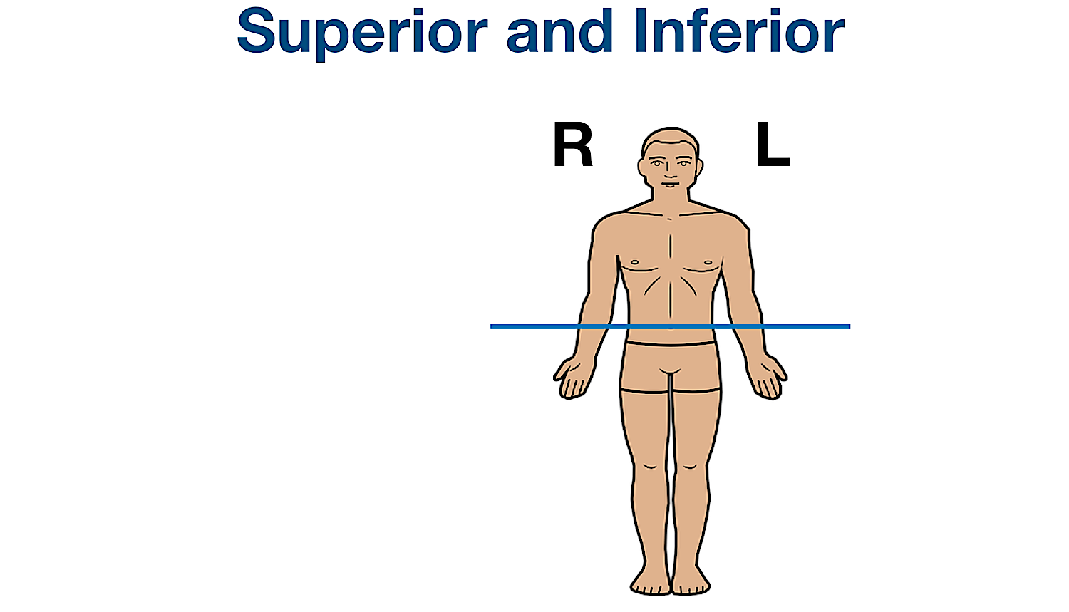 anatomical position directional terms transverse plane definition example labeled diagram