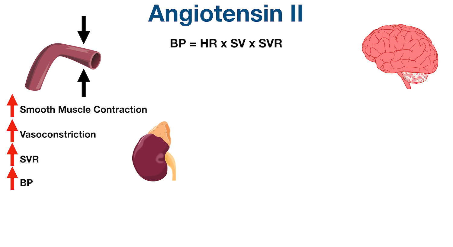 Angiotensin II is a potent vasoconstrictor. It binds to angiotensin II receptors on blood vessels leading to smooth muscle contraction, vasoconstriction, increased systemic vascular resistance (SVR), and increased blood pressure (BP).
