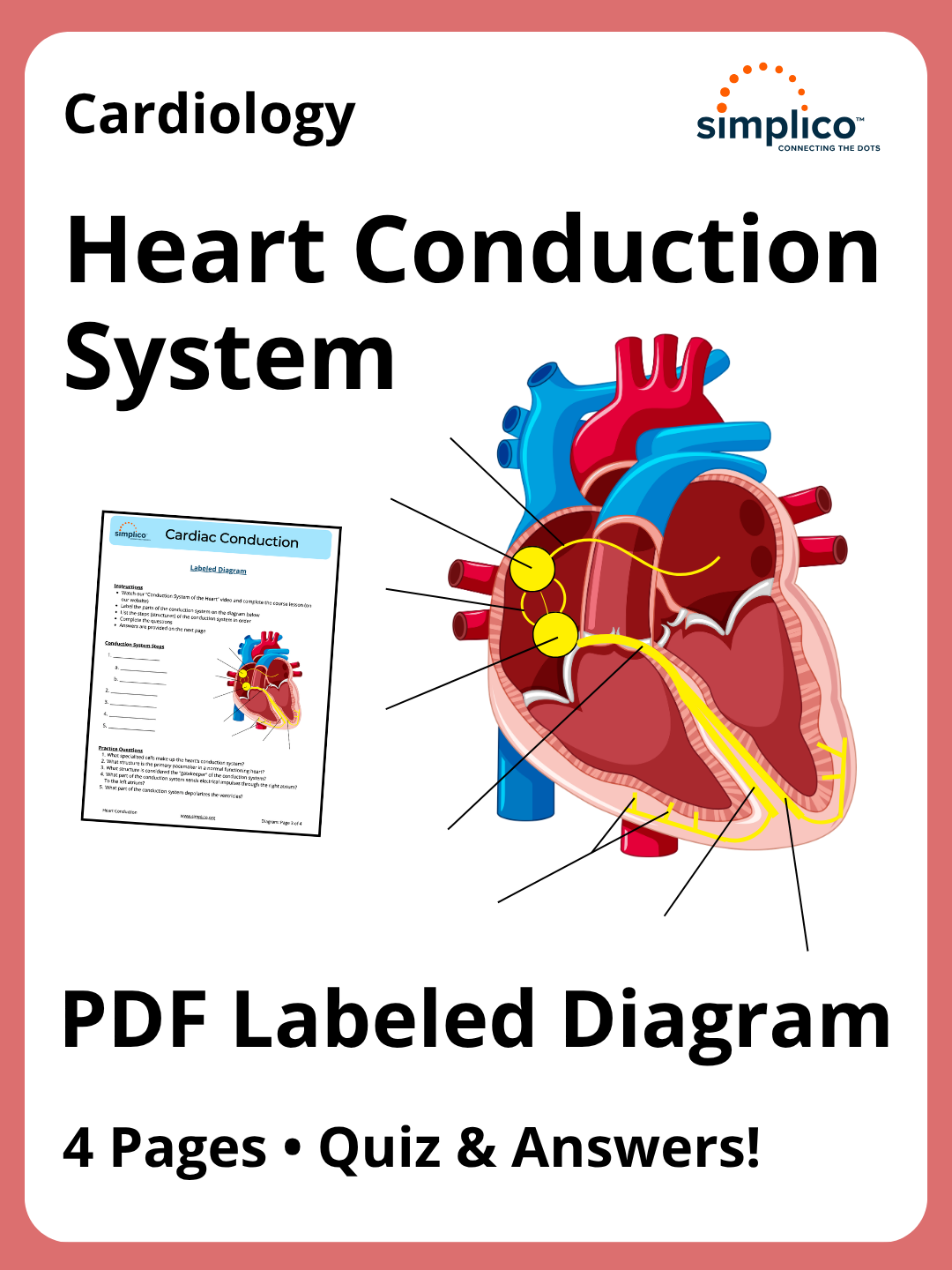Heart Conduction System | PDF Labeled Diagram