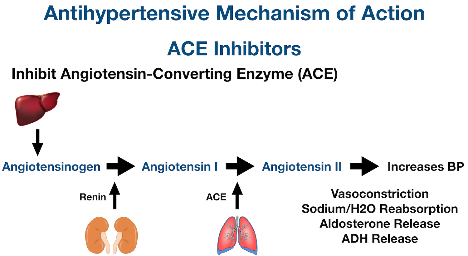 Renin Angiotensin Aldosterone System: Increases blood pressure through vasoconstriction, sodium/water reabsorption, aldosterone release, and antidiuretic hormone (ADH) release.
