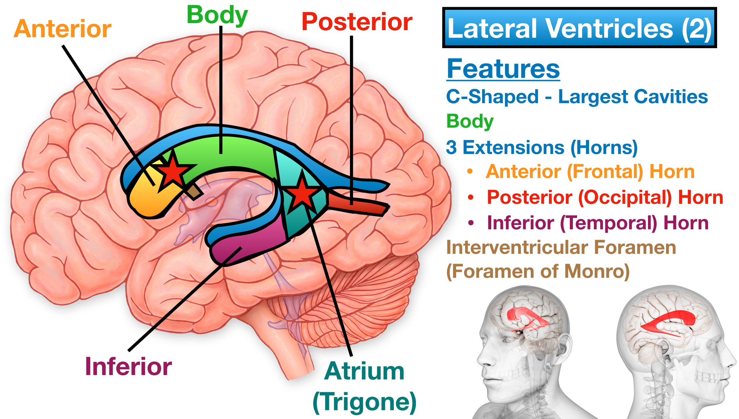 Ventricles of the Brain: Anatomy, Function, Labeled Diagram, Location ...