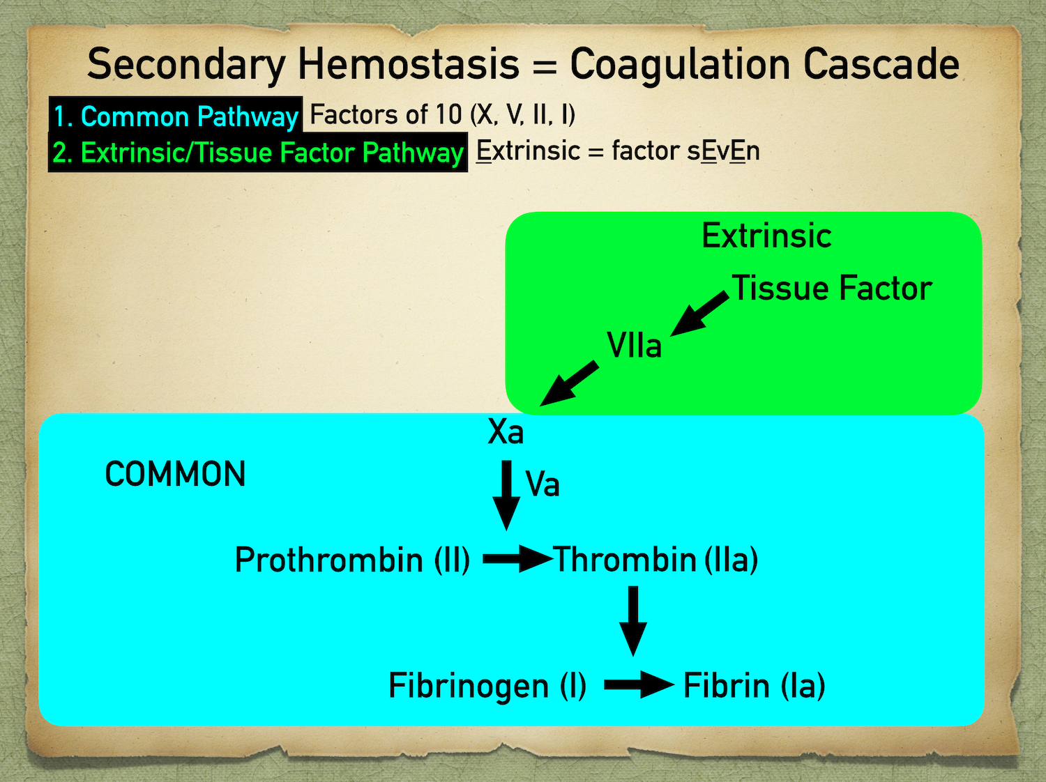 Damaged blood vessels release tissue factor III which activates factor VII. Activated factor VII activates factor X to initiate the common pathway.