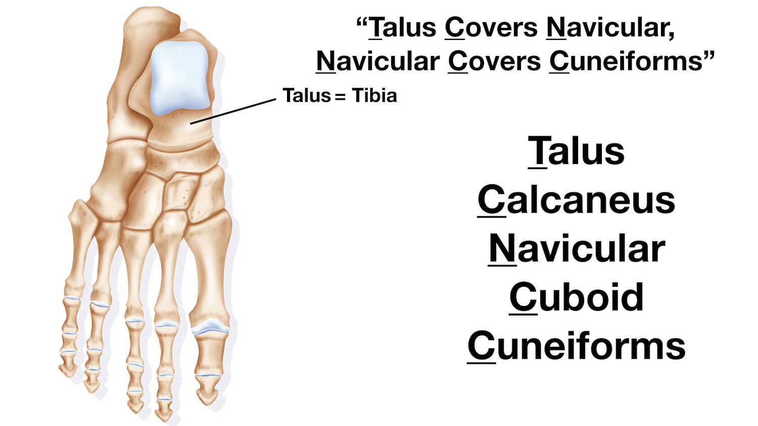 Image: The talus is located in the proximal tarsal row and articulates with the tibia and fibula.