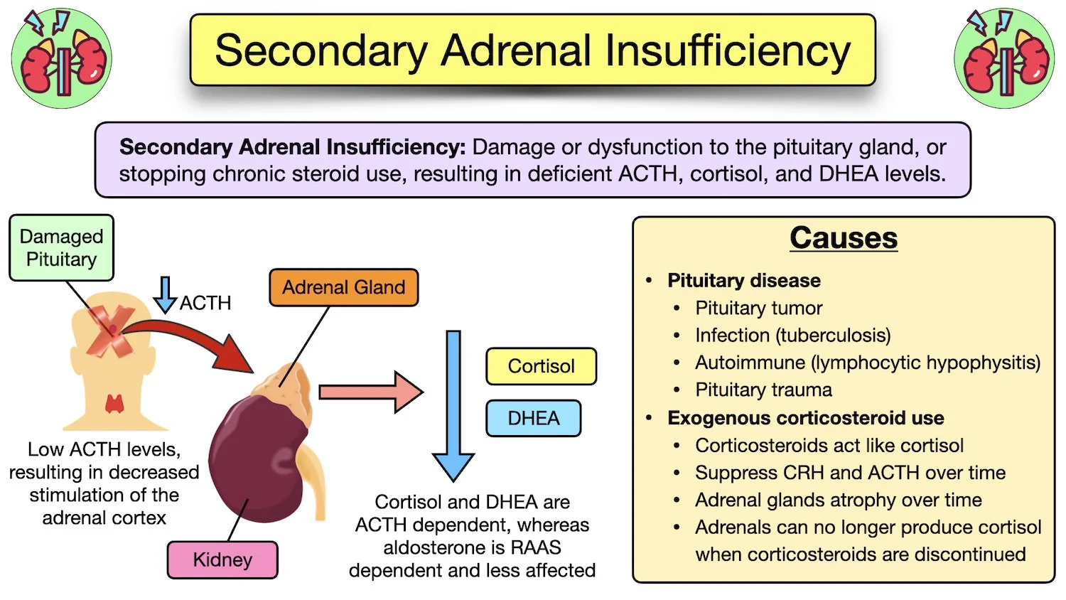 secondary adrenal insufficiency causes pathophysiology steroids pituitary ACTH cortisol