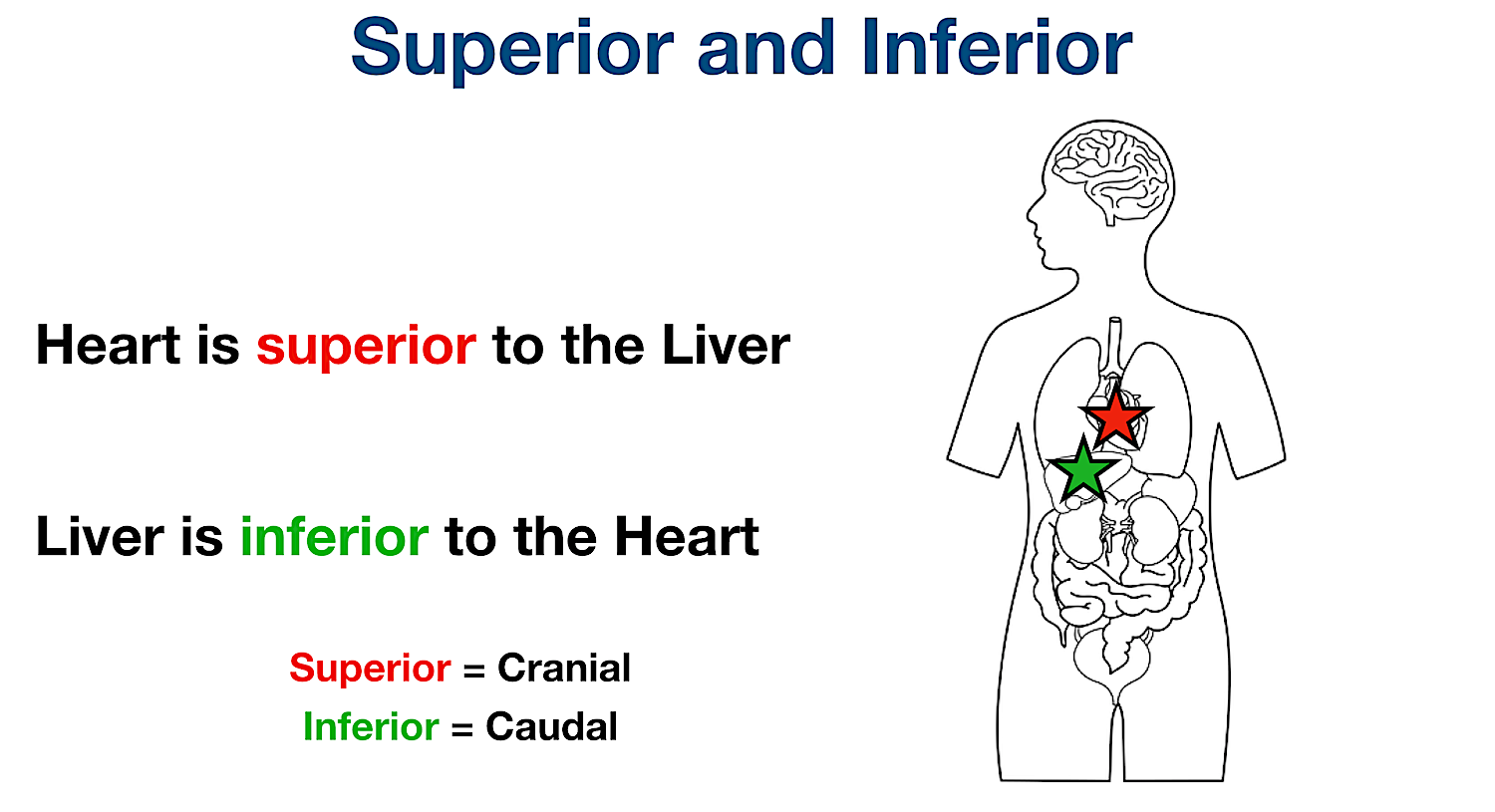 anatomical position directional terms superior inferior definition examples heart liver