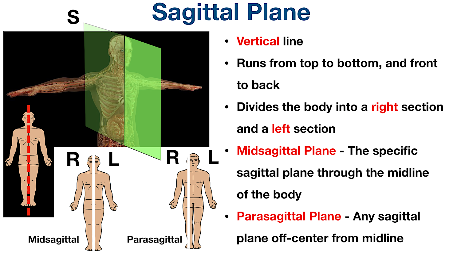 anatomical position body planes sagittal sections directional terms example diagram