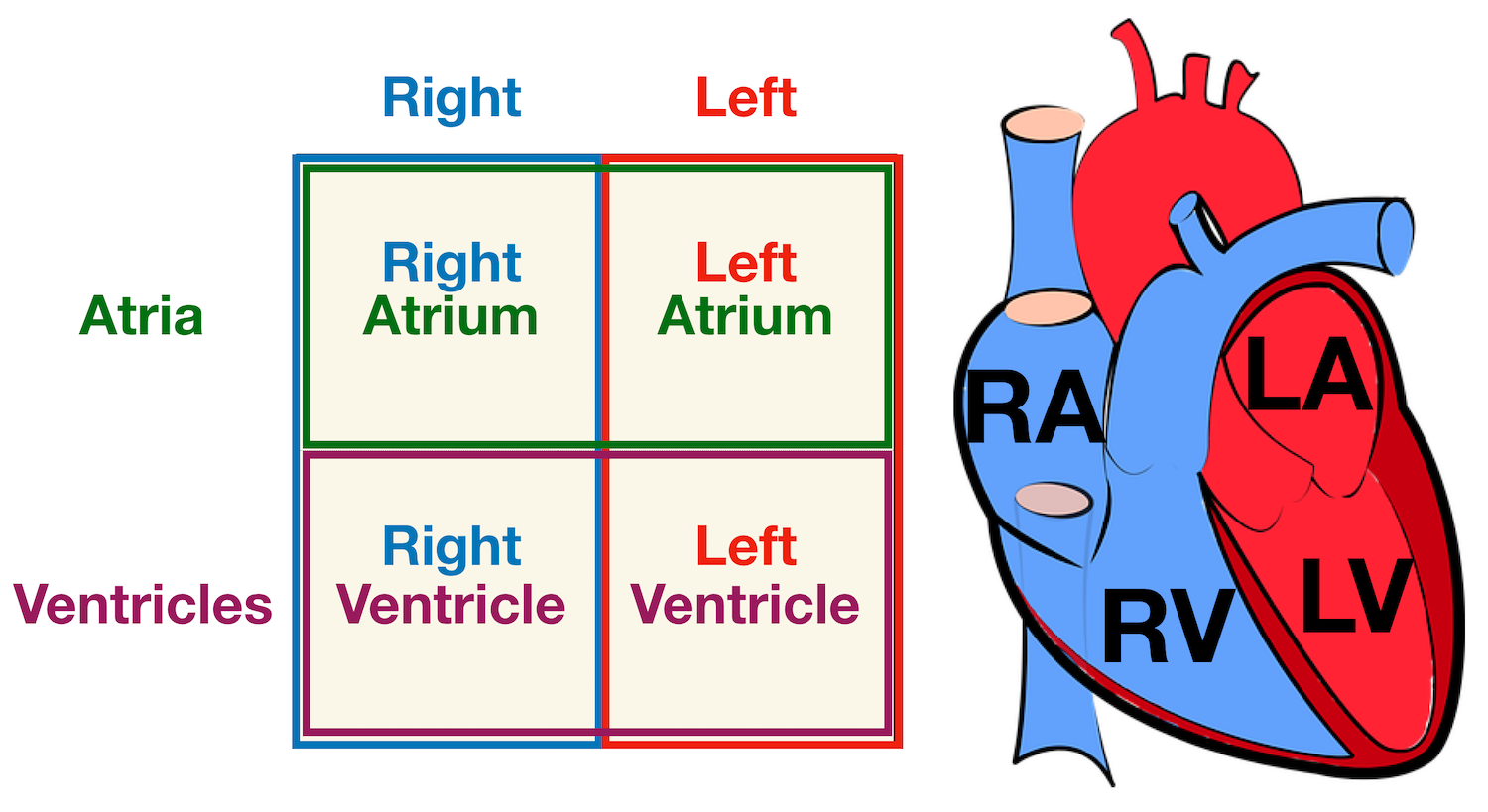 Image: Use the 2x2 table to label the 4 chambers of the heart, including the right atrium, right ventricle, left atrium, and left ventricle.