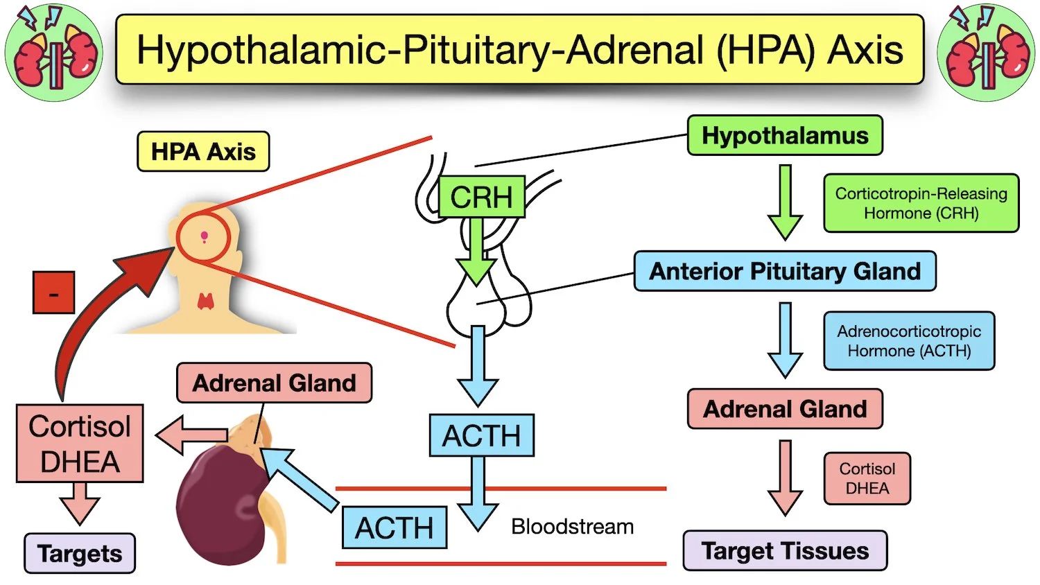 hpa axis pathway steps diagram function hormones hypothalamic pituitary adrenal