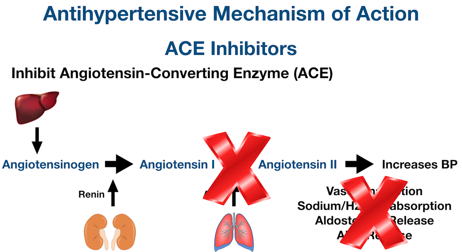 ACE Inhibitor Mechanism of Action: Inhibits angiotensin-converting enzyme (ACE) from forming angiotensin II, which inhibits downstream effects.