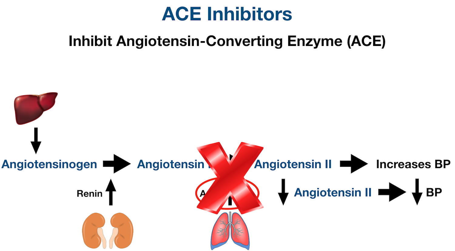 ACE inhibitors inhibit ACE from converting angiotensin I into angiotensin II. Decreased angiotensin II levels will decrease blood pressure (BP).
