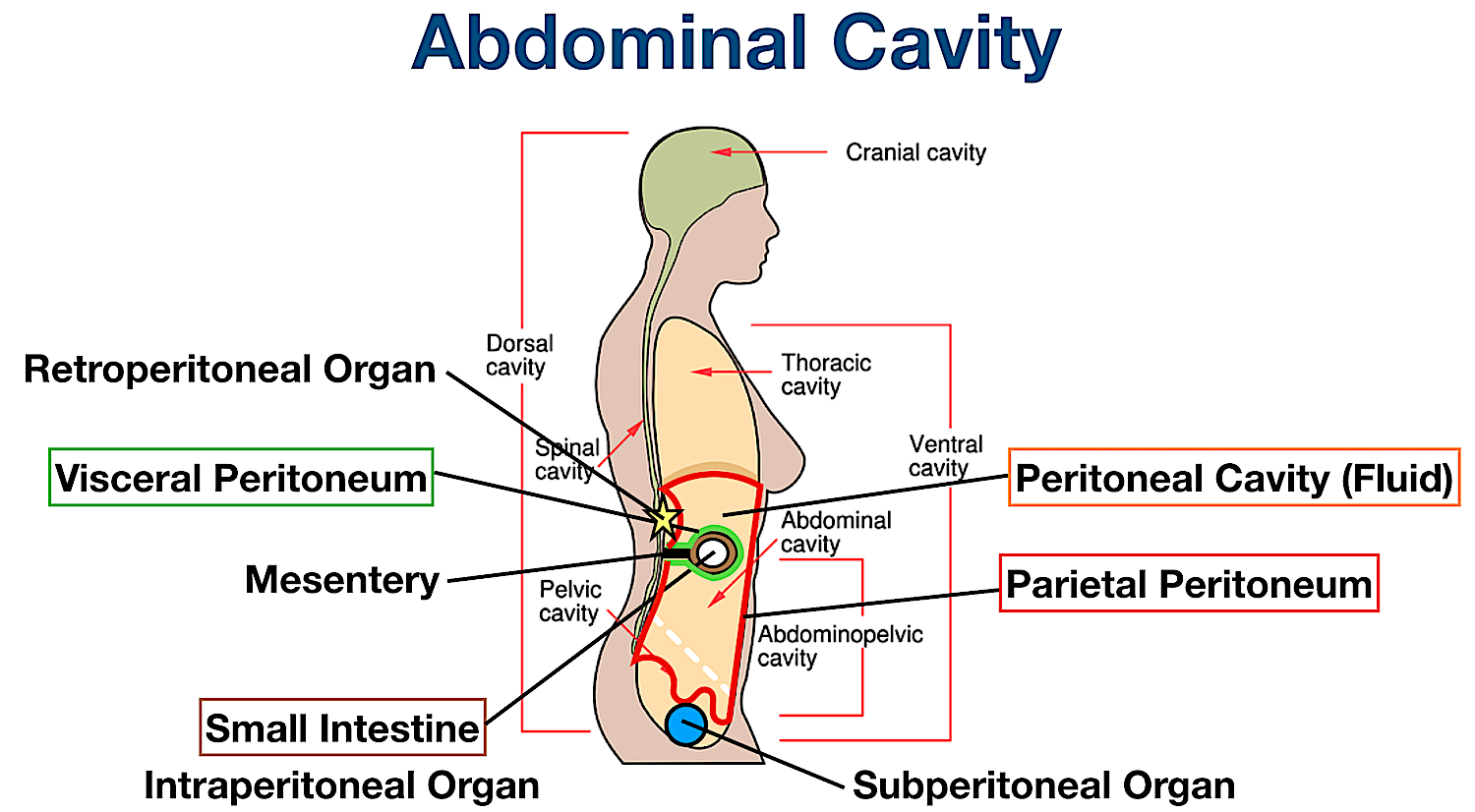 abdominal body cavity membrane organs intraperitoneal retroperitoneal subperitoneal
