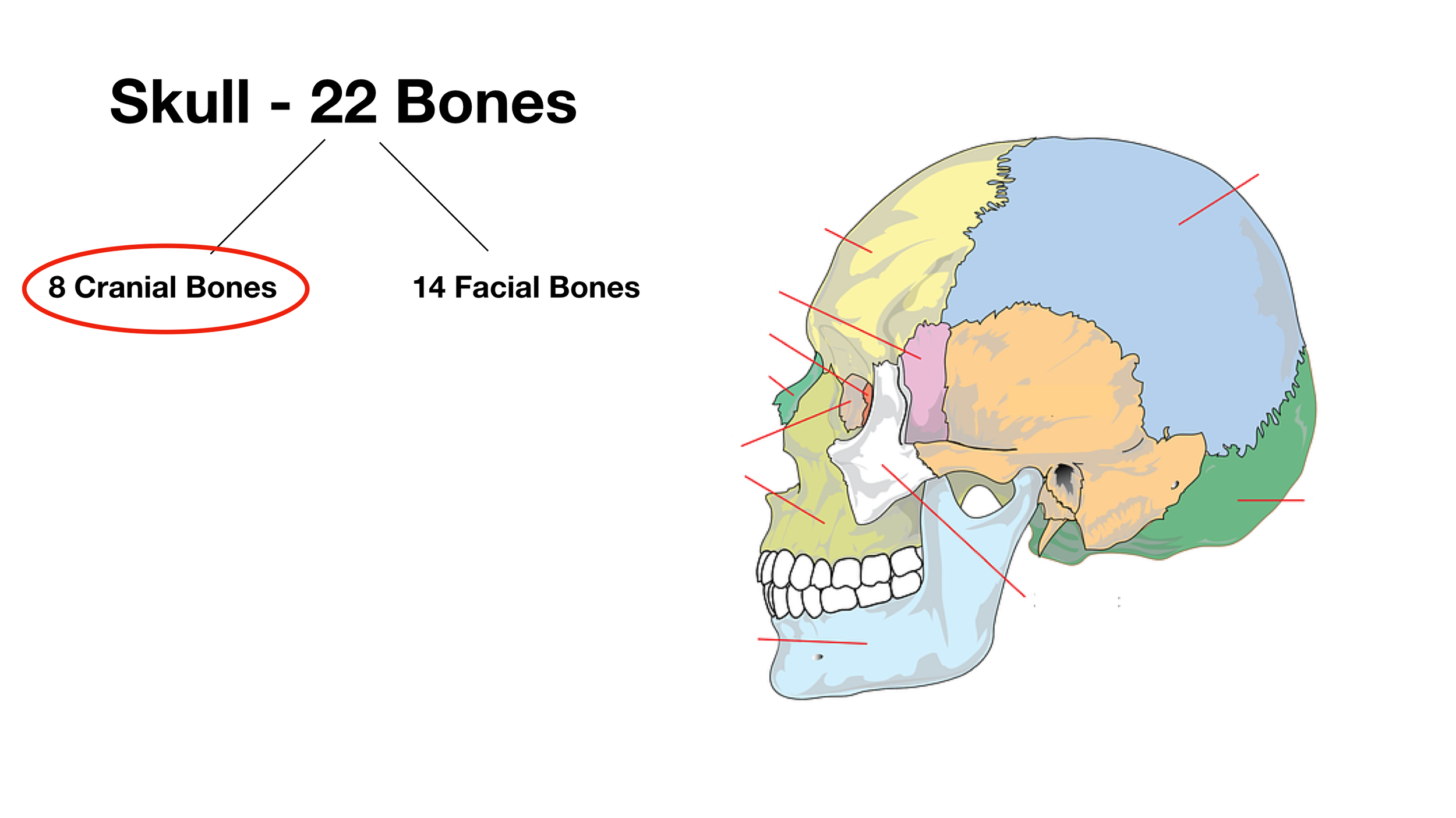 Image: The skull is made up of 8 cranial bones and 14 facial bones, for a total of 22 bones (excluding the ear ossicles and hyoid). We will focus on the 8 cranial bones in this post.