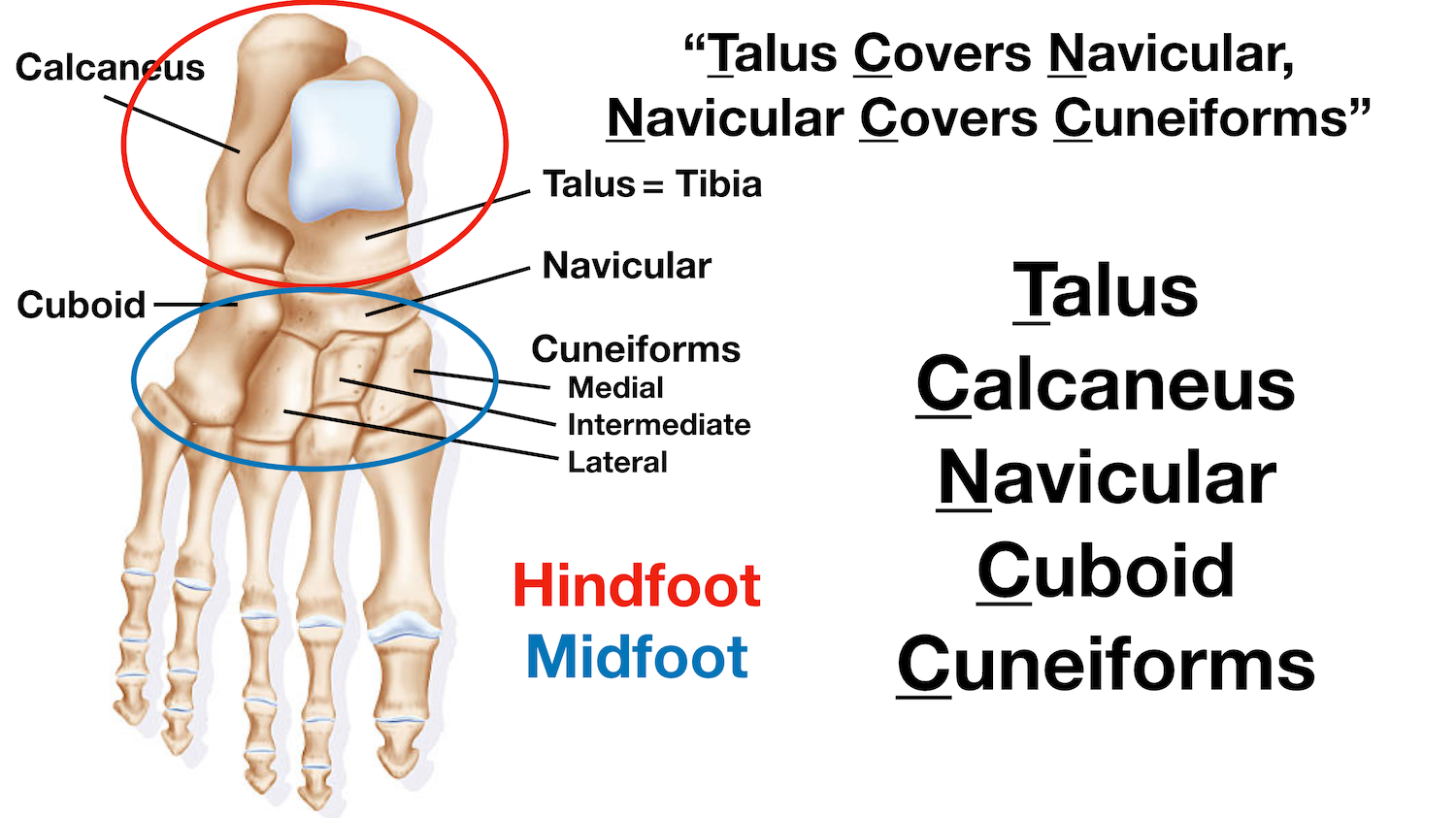 Image: The hindfoot is made up of the calcaneus and talus. The midfoot is made up of the cuboid, navicular, and cuneiforms.