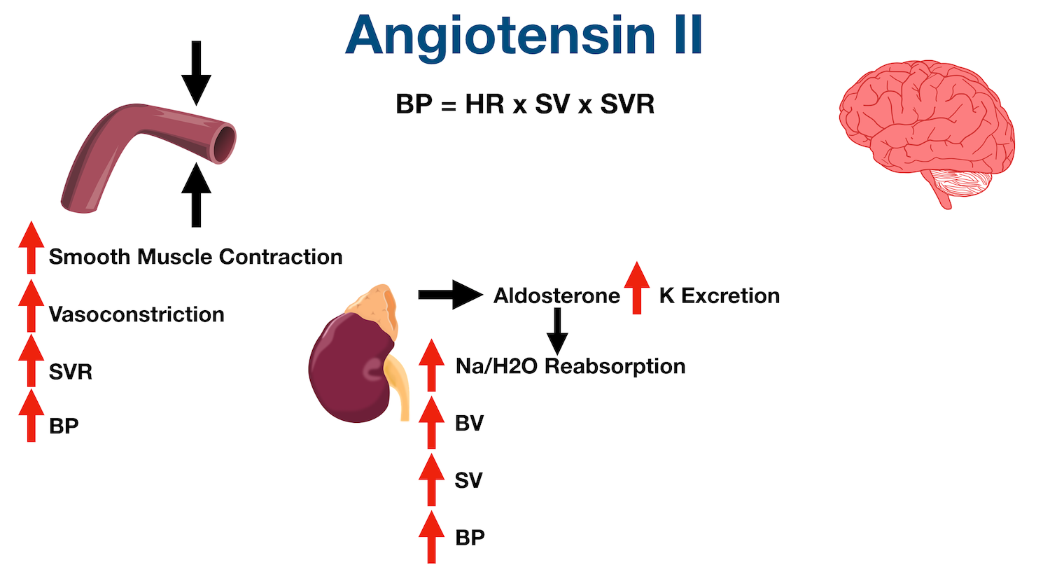 Angiotensin II stimulates aldosterone release from the adrenal cortex. Aldosterone increases sodium and water reabsorption in the distal tubule of the nephron, as well as increases potassium (K) excretion in the urine.