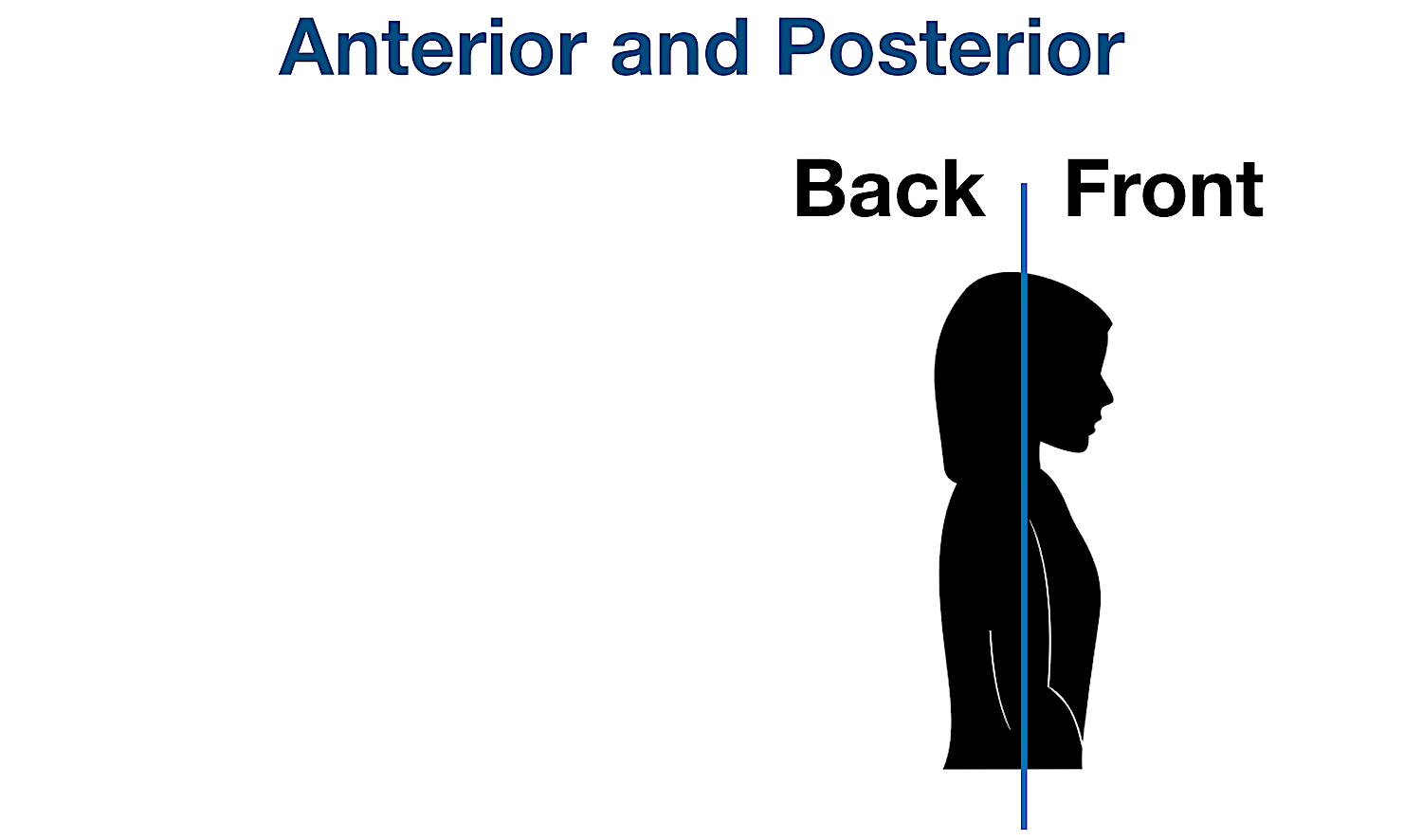 anatomical position directional terms coronal frontal plane definition example labeled diagram