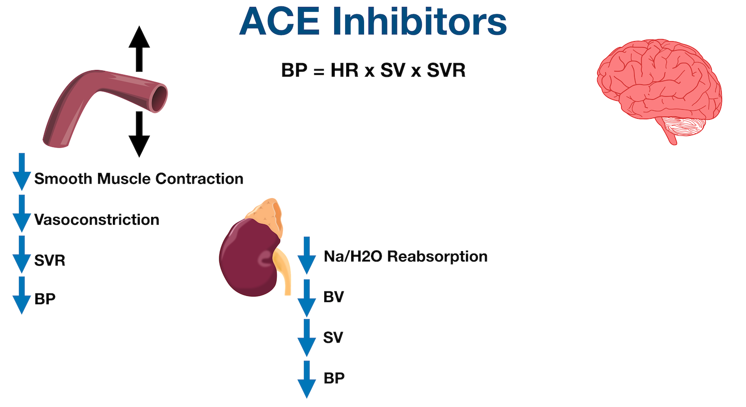 Decreased angiotensin II levels from ACE inhibitors results in decreased sodium and water reabsorption in the proximal tubule of the nephron. This decreases blood volume (BV), stroke volume (SV), and blood pressure (BP).