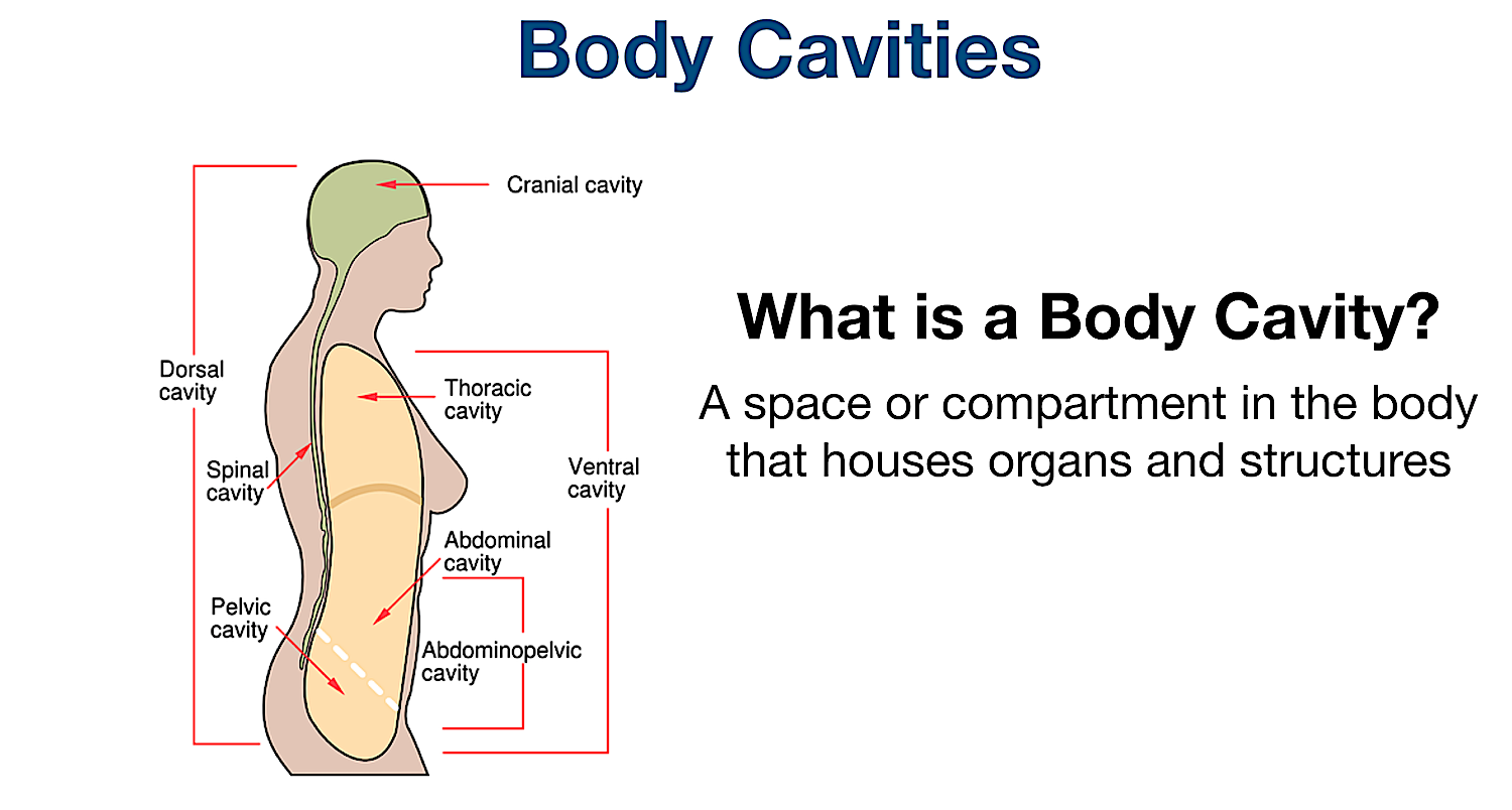 body cavities definition labeled diagram organs membranes