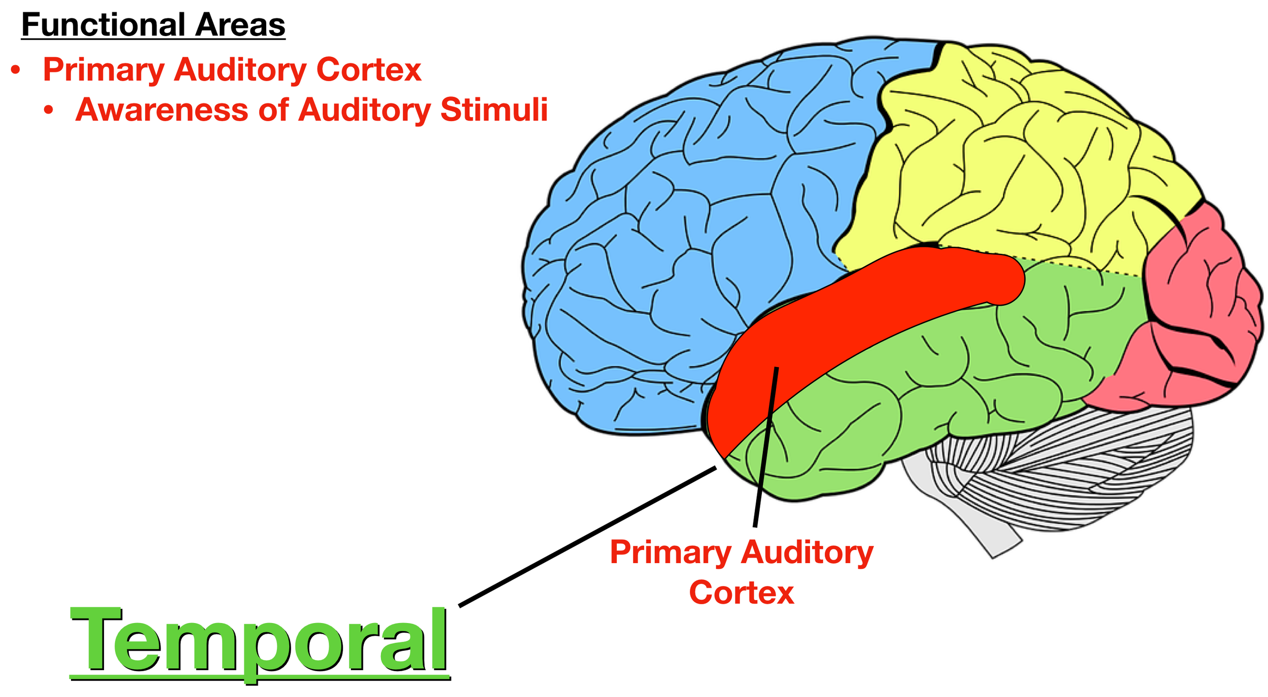 Image: The primary auditory cortex (red) functions to make us consciously aware of auditory stimuli.