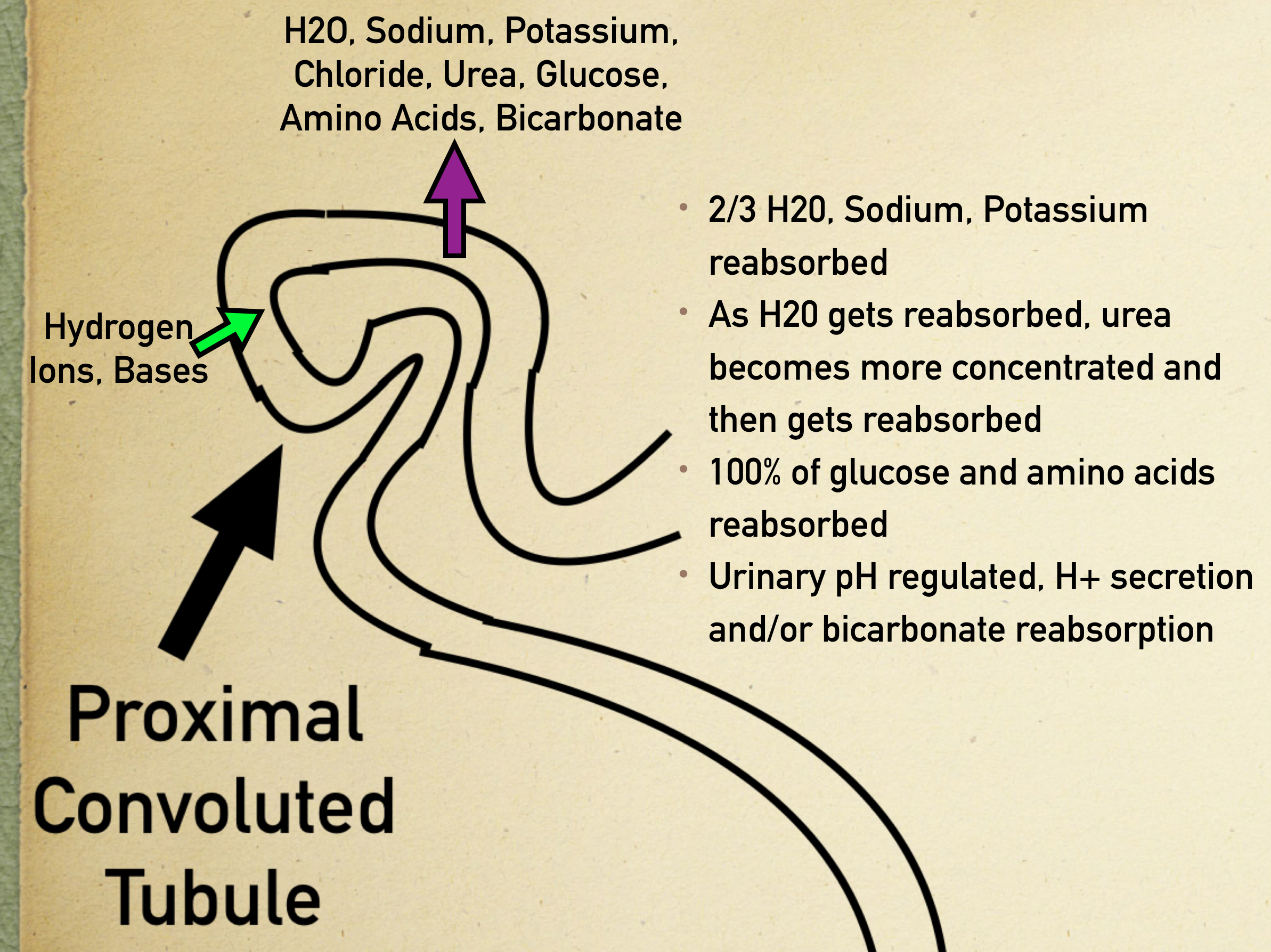 Proximal Convoluted Tubule: Reabsorbs water, sodium, potassium, urea, glucose, amino acids. Secretes hydrogen ions and bases.