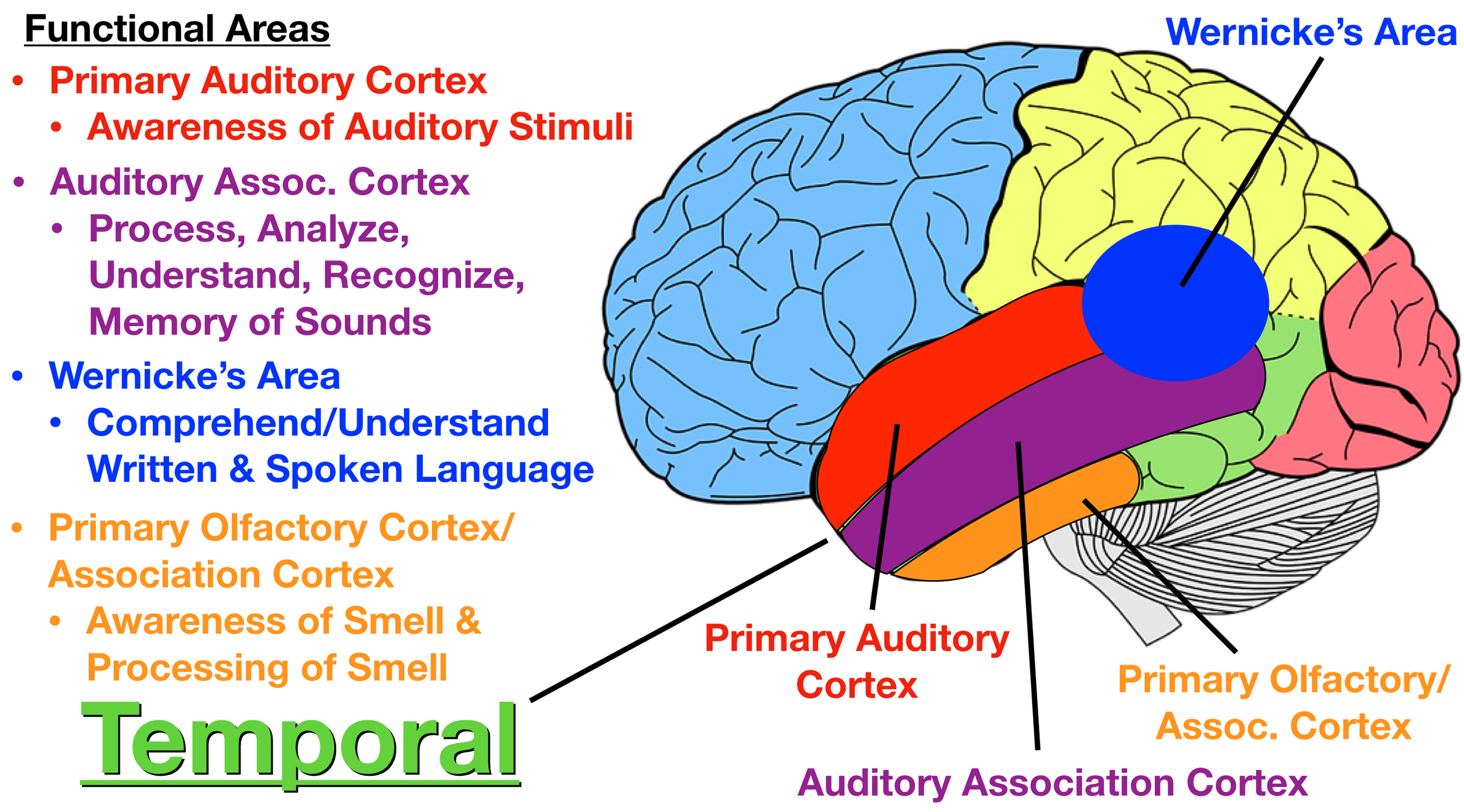 Image: The primary olfactory cortex and olfactory association cortex (orange) function to make us consciously aware of smells, as well as to analyze, process, and recognize smells.
