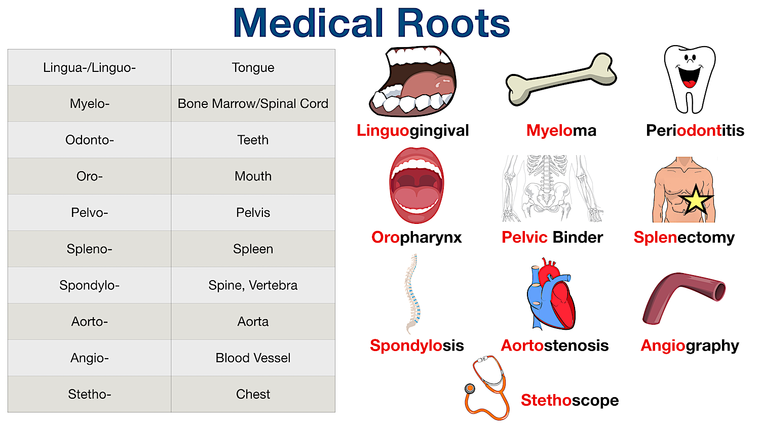 Medical Terminology: List of common root words