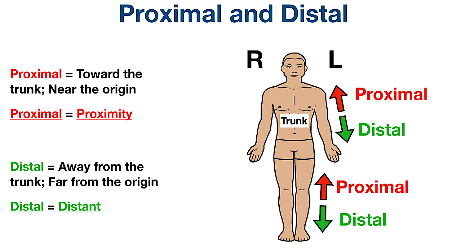 anatomical position directional terms distal definition example labeled diagram