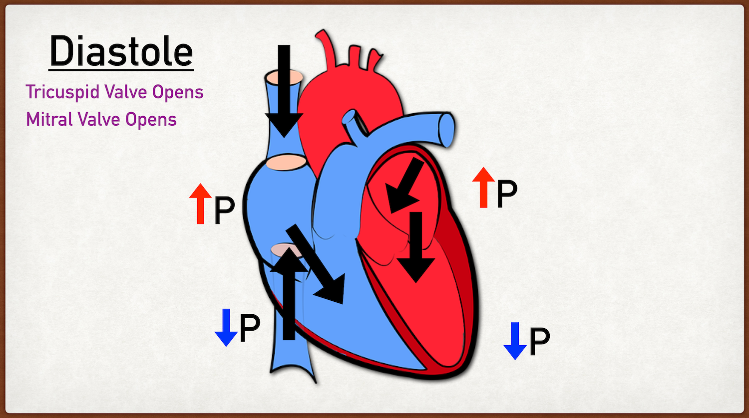 Image: As blood fills the right and left atria, the atrial pressure (P) increases relative to the ventricular pressure, and the tricuspid and mitral valves open allowing for blood to flow from the atria to the ventricles.