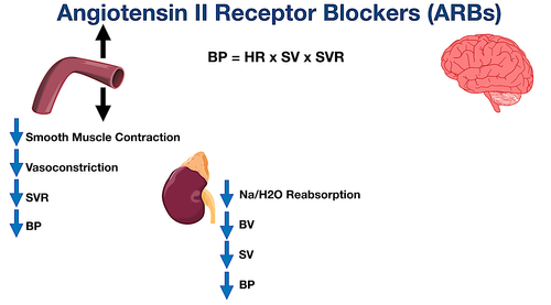 Angiotensin II Receptor Blockers (ARBs): Drug List, Example Meds, Side ...