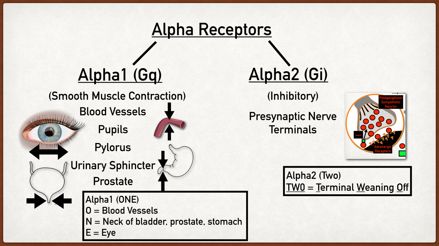 Alpha Adrenergic Receptors: Types, Function, Location, and Stimulation ...