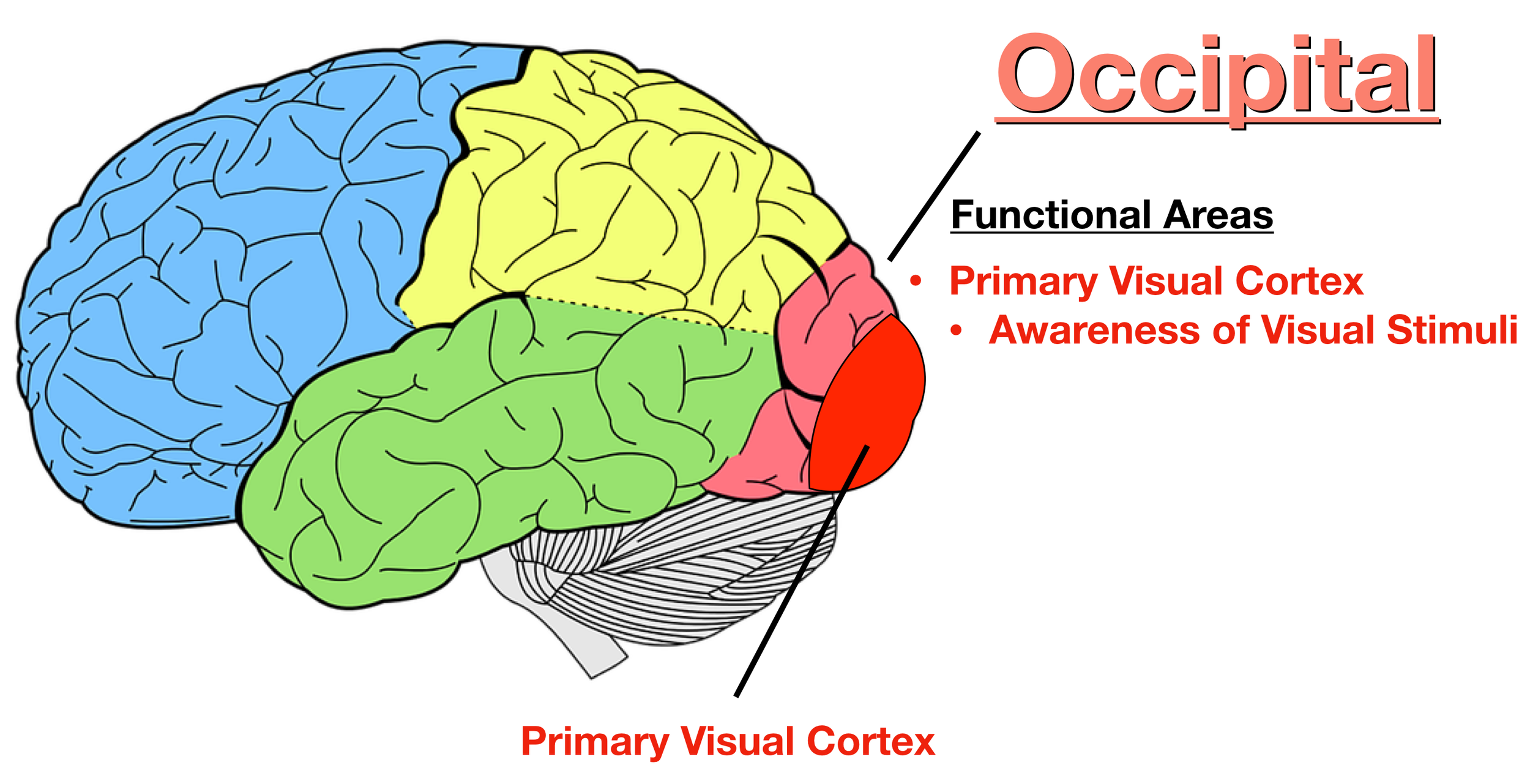 Image: The primary visual cortex (red) is located in the posterior occipital lobe, and it functions to make us consciously aware of visual stimuli.