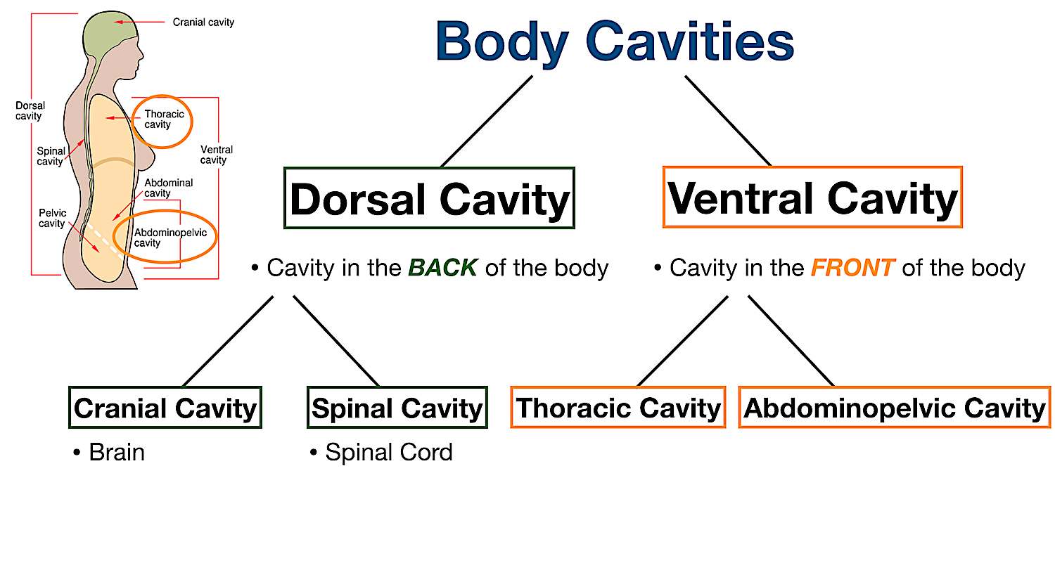 ventral body cavity labeled diagram thoracic abdominopelvic