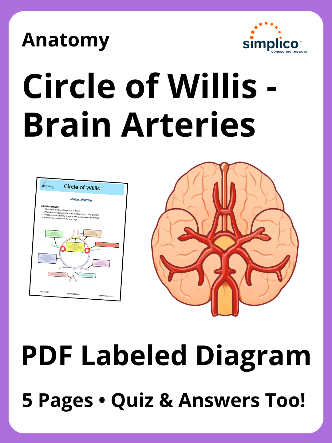Circle of Willis | PDF Labeled Diagram