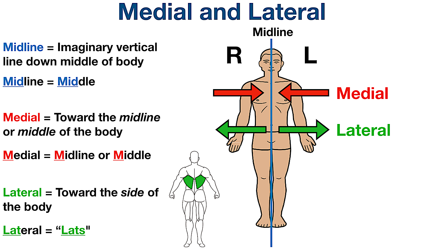 anatomical position directional terms lateral definition example labeled diagram
