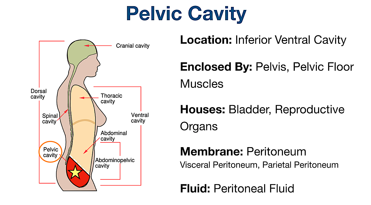 pelvic body cavity organs membrane labeled diagram bladder peritoneum