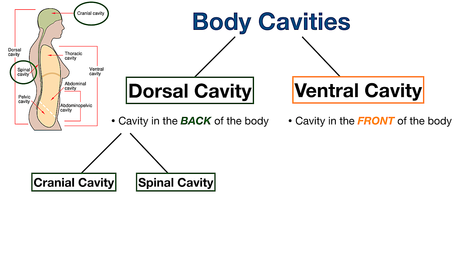 dorsal body cavity labeled diagram cranial spinal