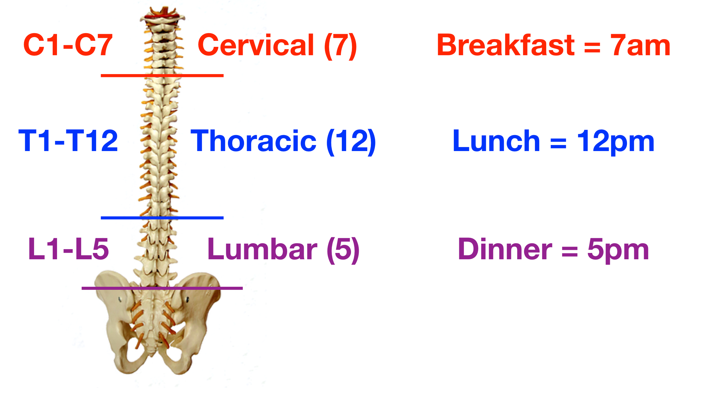 Image: Breakfast (7am) = 7 Cervical; Lunch (12pm) = 12 Thoracic; Dinner (5pm) = 5 Lumbar