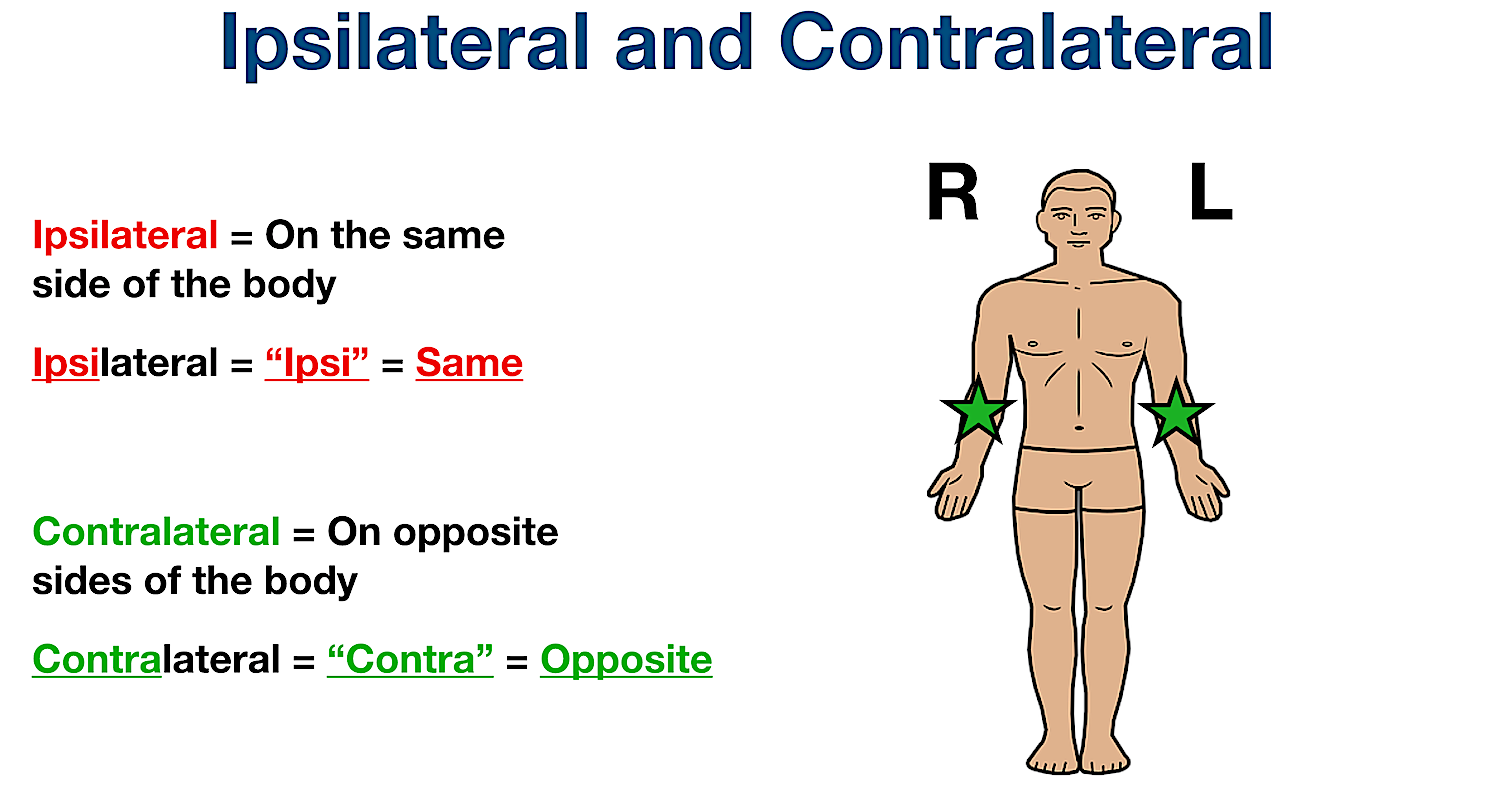 anatomical position directional terms contralateral definition example labeled diagram