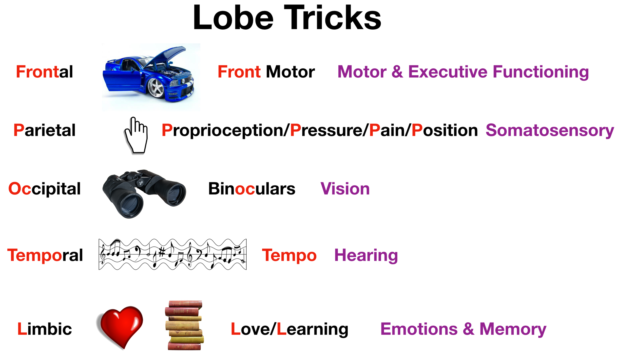 Image: Use these tricks to remember the main functions of each lobe.