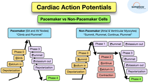 Cardiac Action Potentials | Phases Made Easy, Diagram, Ions Explained ...