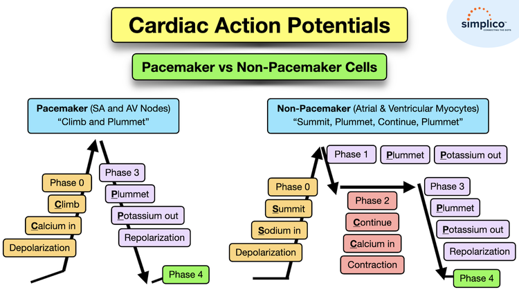 Cardiac Action Potentials | Phases Made Easy, Diagram, Ions Explained ...