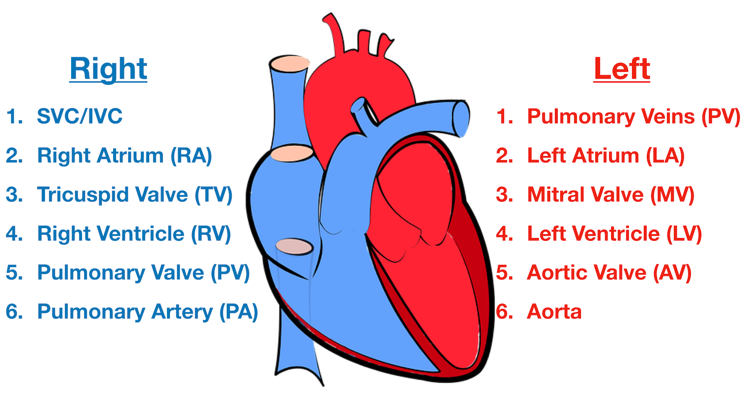 Diagram: Blood flow through the heart in 12 steps, cardiac anatomy and structures, and cardiac circulation pathway.