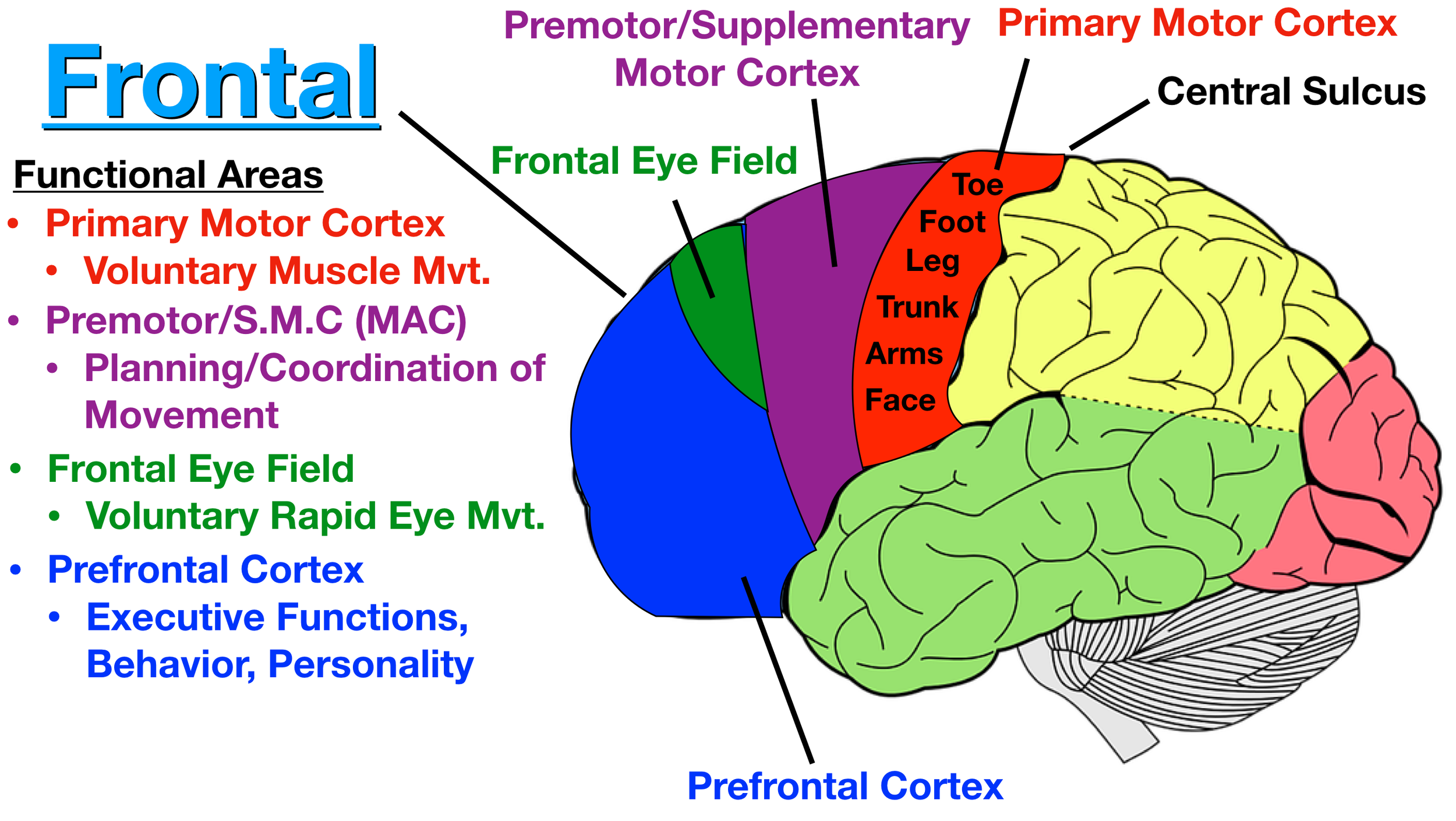 Image: The prefrontal cortex (blue) is involved in executive functioning, behavior, and personality.