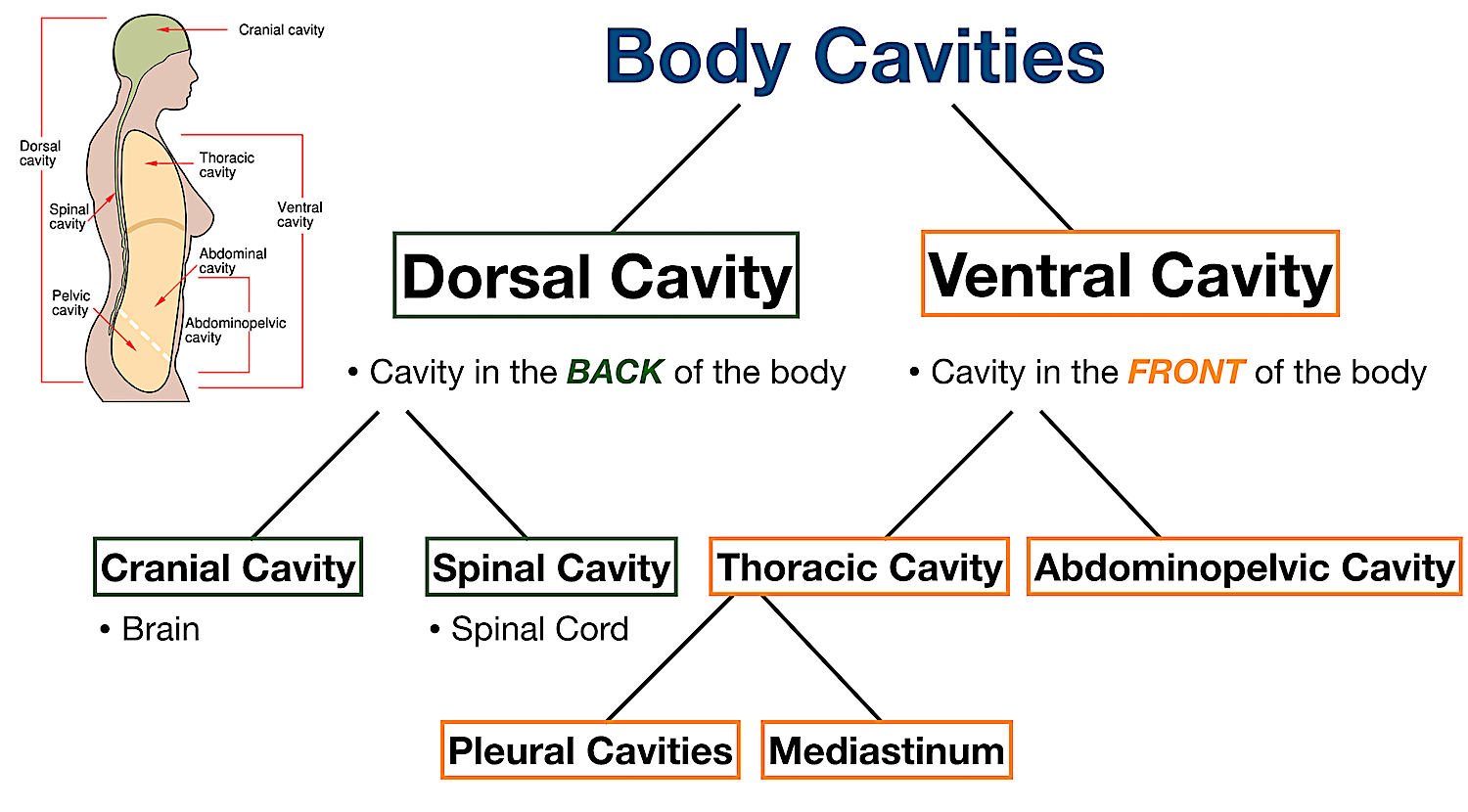 body cavities labeled diagram thoracic pleural mediastinum