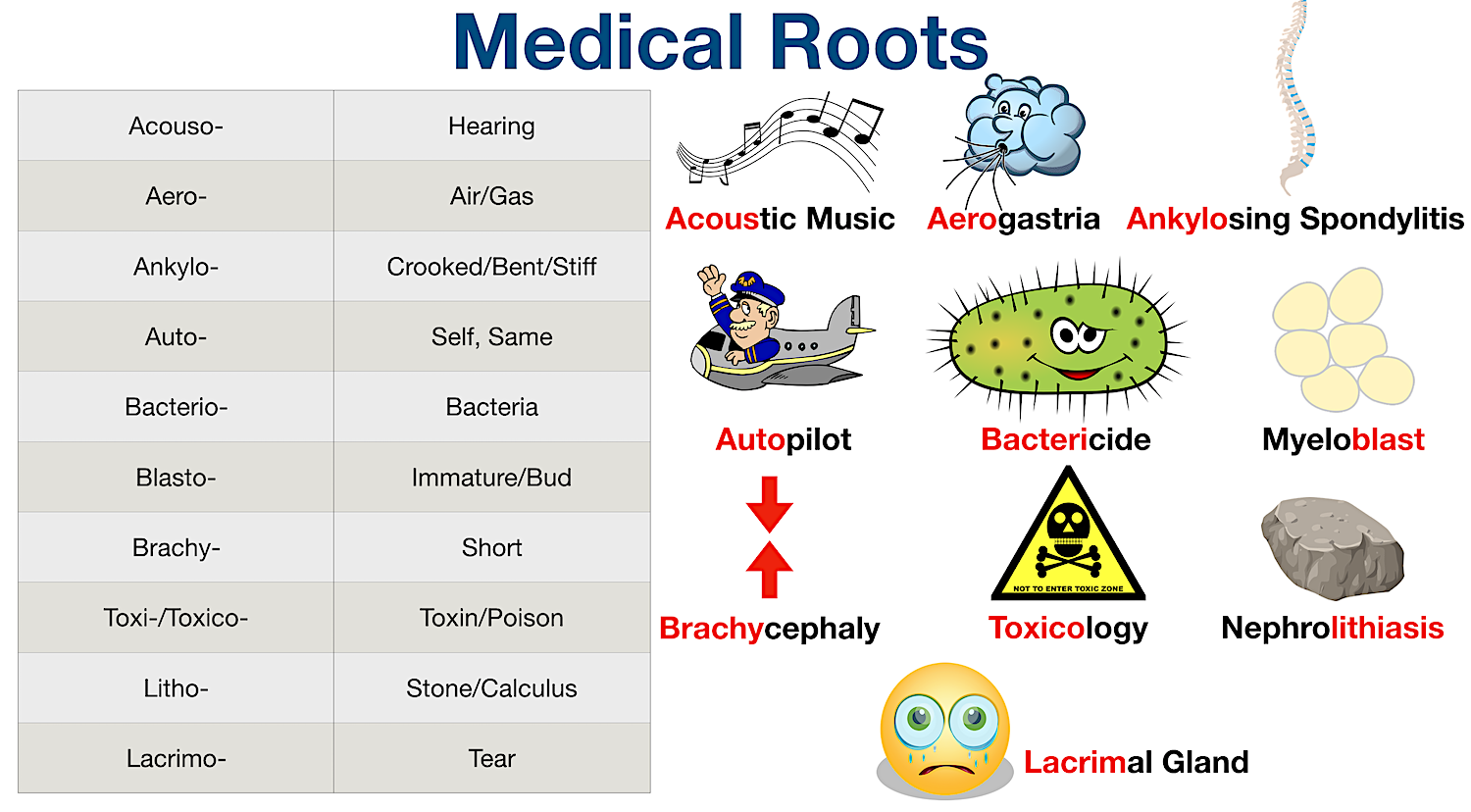 Medical Terminology: List of common root words and meanings