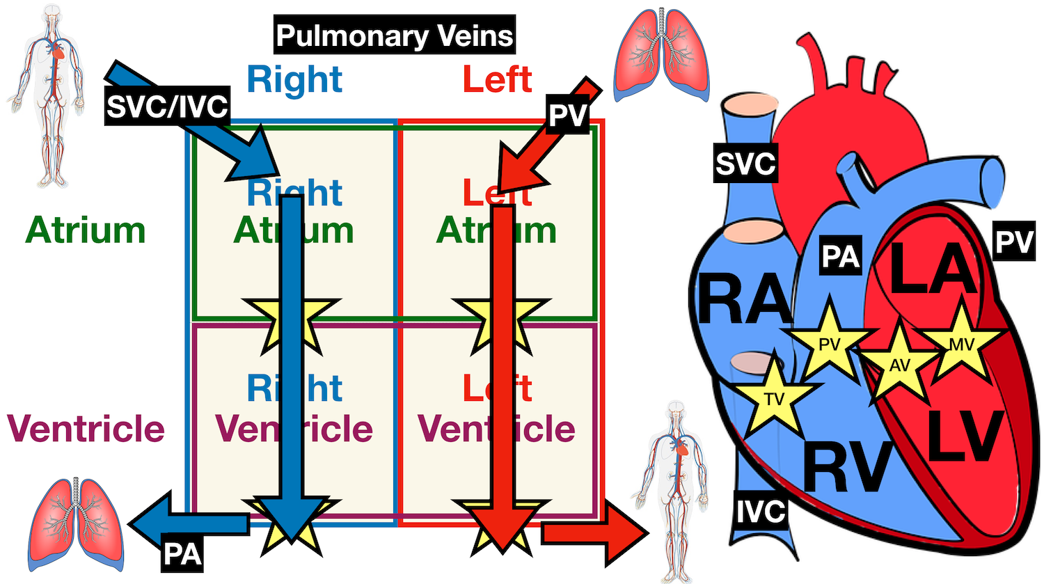 Image: Anatomy of the heart labeled diagram showing the main cardiac structures including the pulmonary veins.