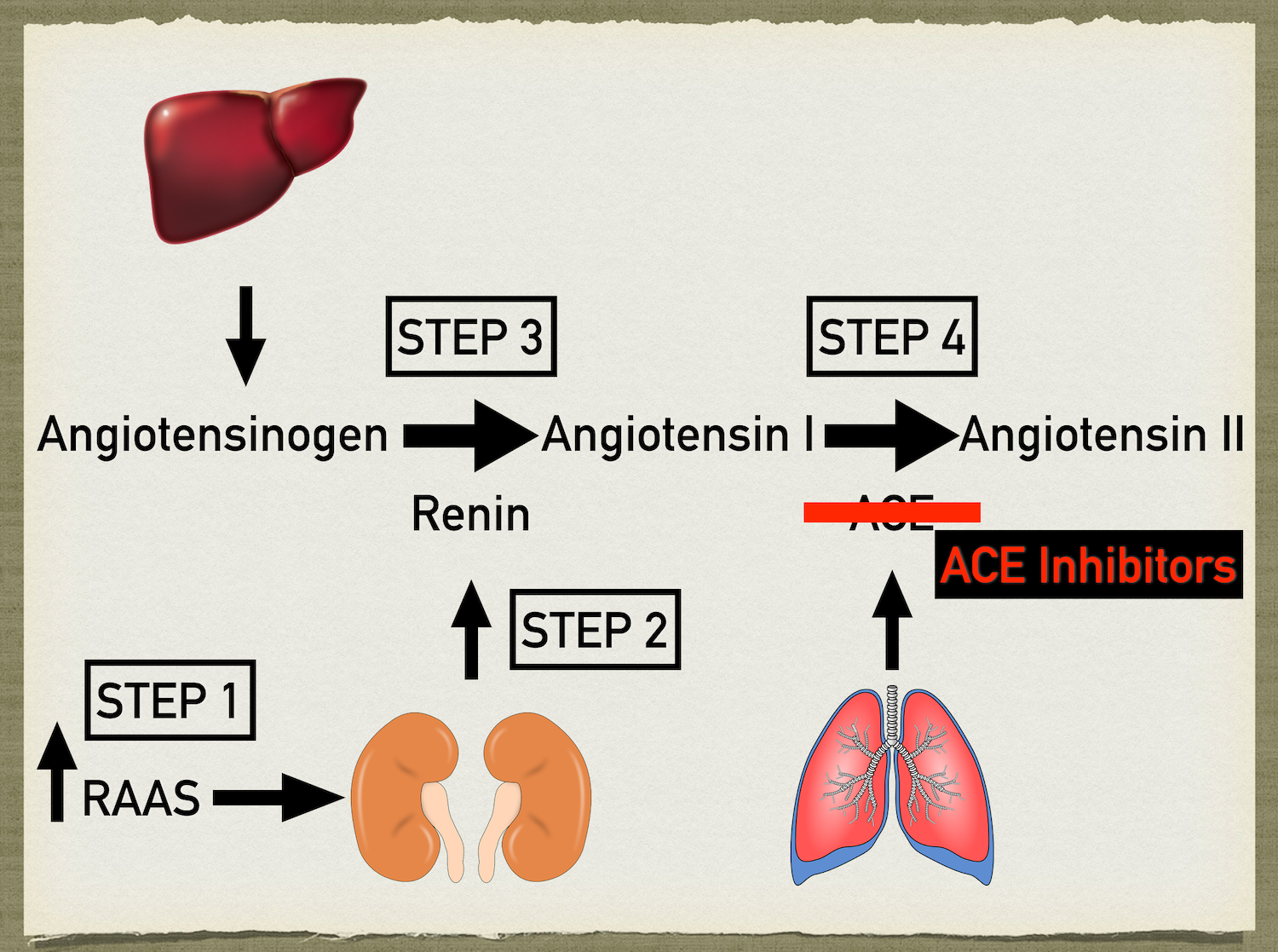 Renin-Angiotensin-Aldosterone System: Pathway Steps, Function ...