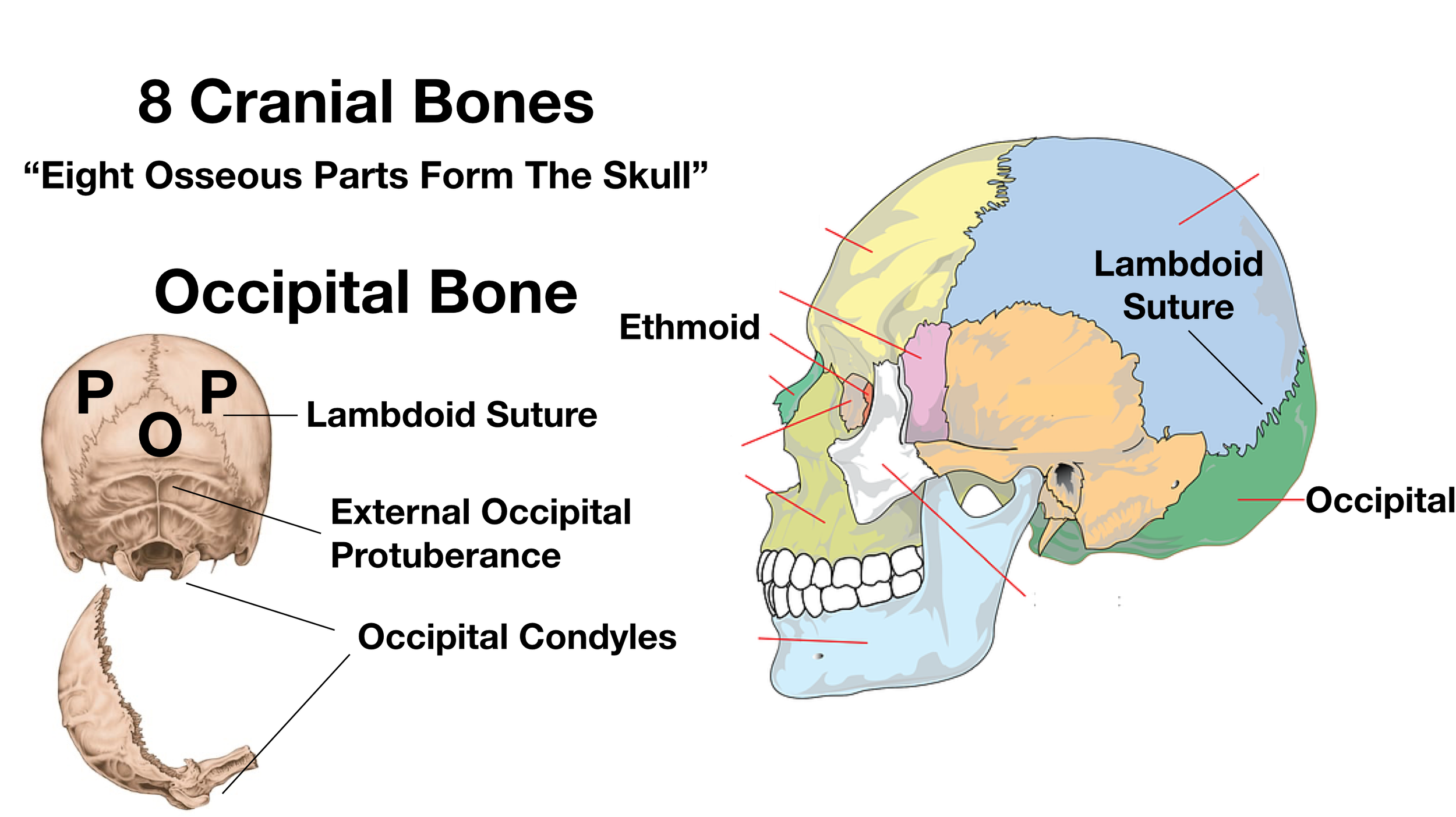 Image: The occipital condyles articulate with C1.